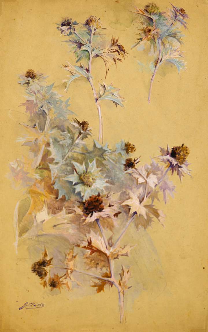 Study of Thistles